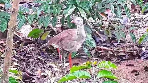 Seriema em busca de comida ave cariamiforme, Cariamidae.