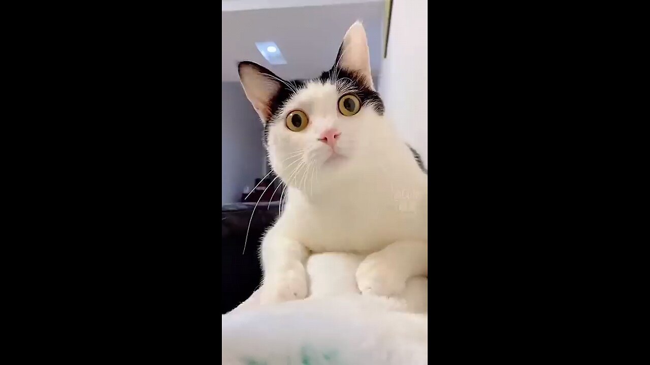 FUNNY CAT 🤣🤣