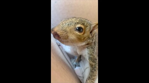 I Rescued a Baby Squirrel