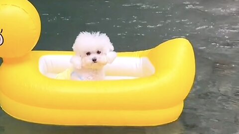 "Cuteness Overload: Tiny Dog’s Funniest Moments!"