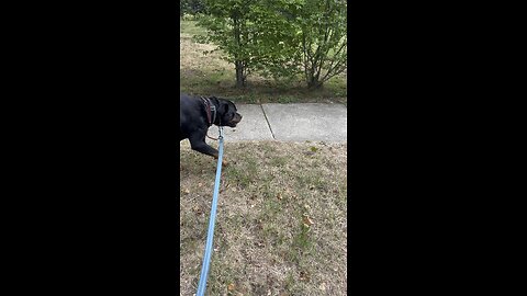 Excited puppy