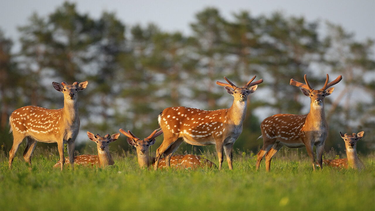 Close View of Cute Deers in the Forest