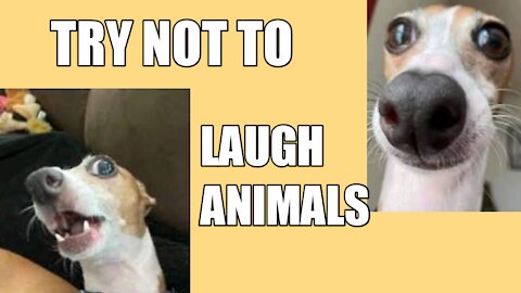 funny animals - try not to laugh animals