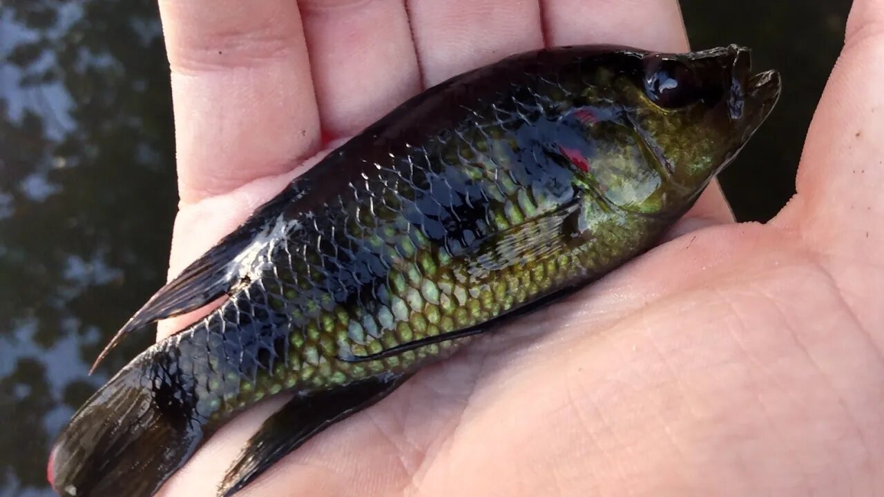 Fishing in HAWAII for AWESOME Creek Fish (NEW Species!)