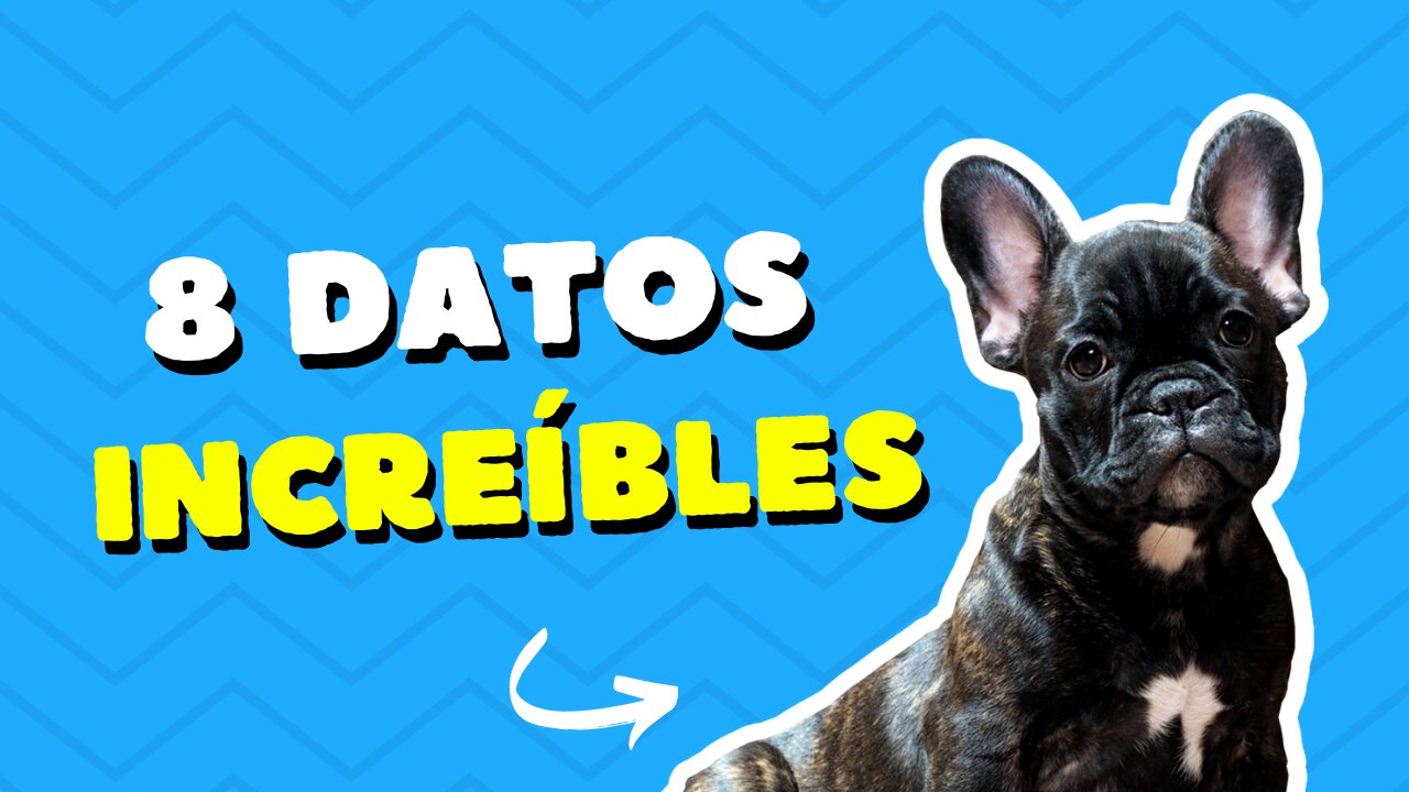 Descubre las 8 Curiosidades Más Sorprendentes Sobre los Perros