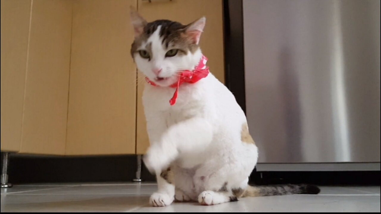 Funny cat video