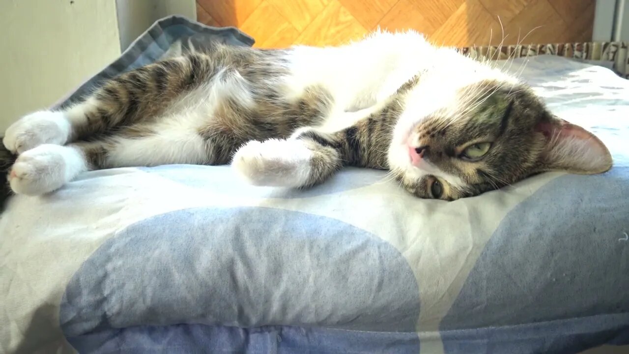 Kitten Wants to Be Petted