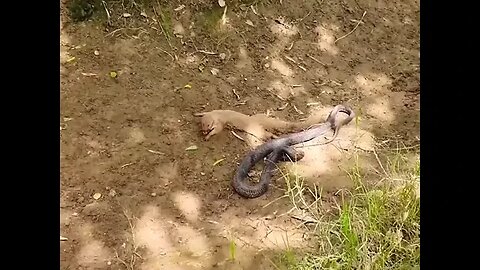 mongoose v/s cobara dangerous fight #animals #omg