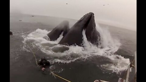 20 LUCKIEST HUMANS CAUGHT ON CAM