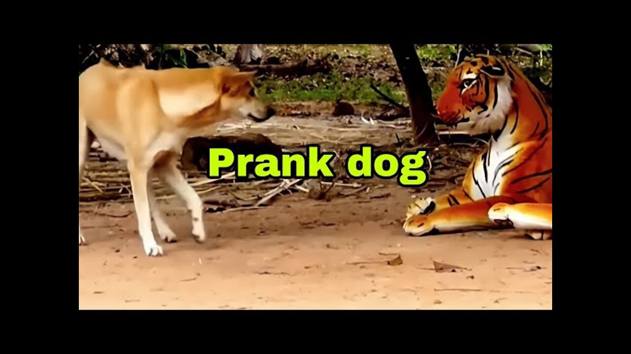 Prank dog & Fake Tiger Vs Dog Prank Video Funny _ RoSeak Zin Ep0002