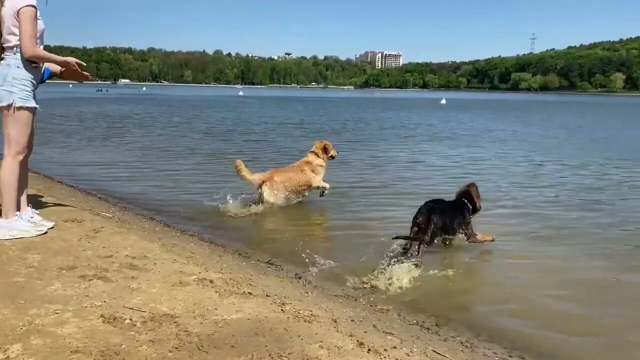 My Dogs Go On A Beach Trip