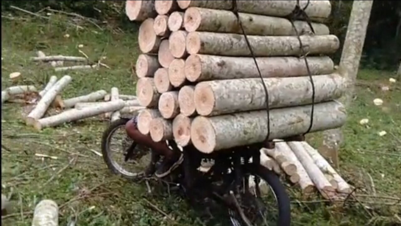 wood transport driver