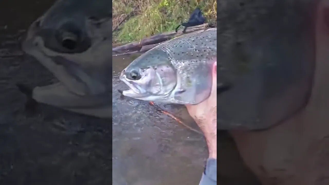 When A Steelhead Can't Decide If It Should Swim Or Fly! #shorts