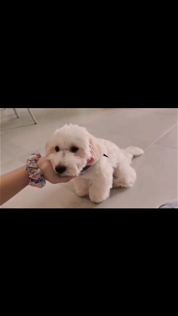 Smart maltipoo shows off most adorable tricks ever