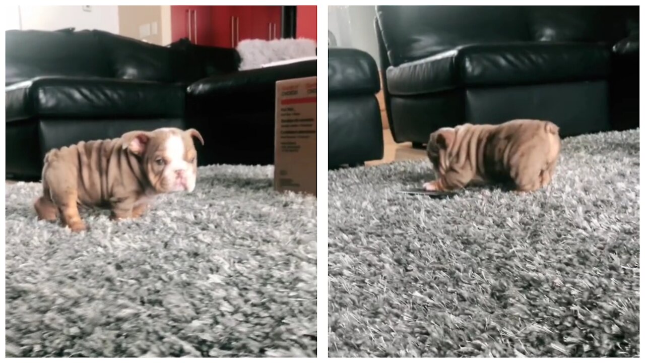 puppy playing alone