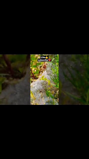 Vada Vada😴😴shorts,#shorts,joke fun shorts,minecraft shorts,short,joke fun shorts youts #shorts