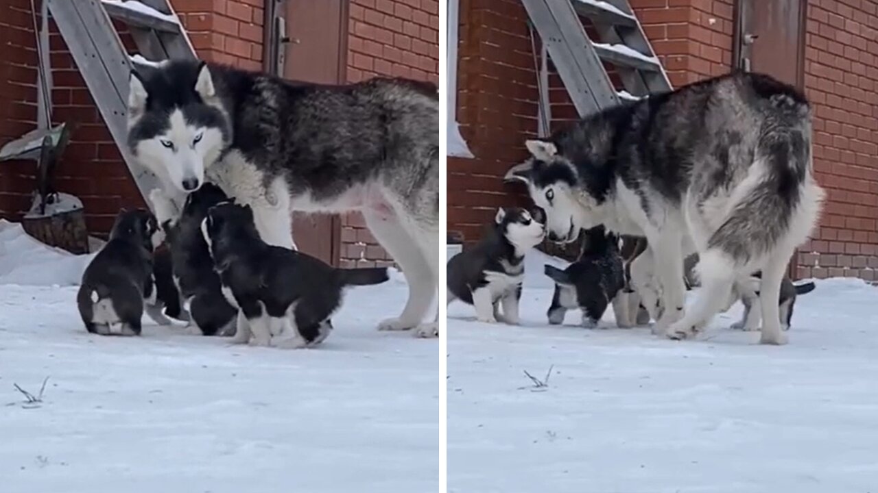 Mother Dog Adorably Plays With Her Puppies