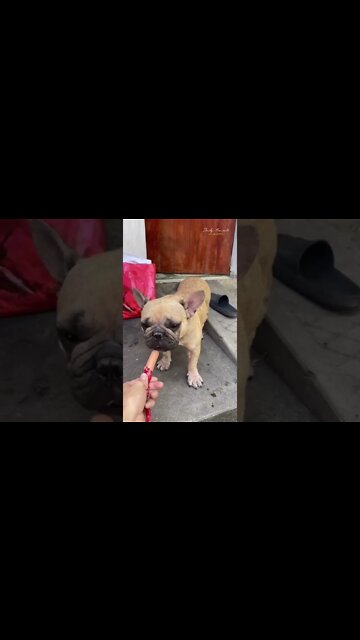 why can't I save this dog because it's so cut