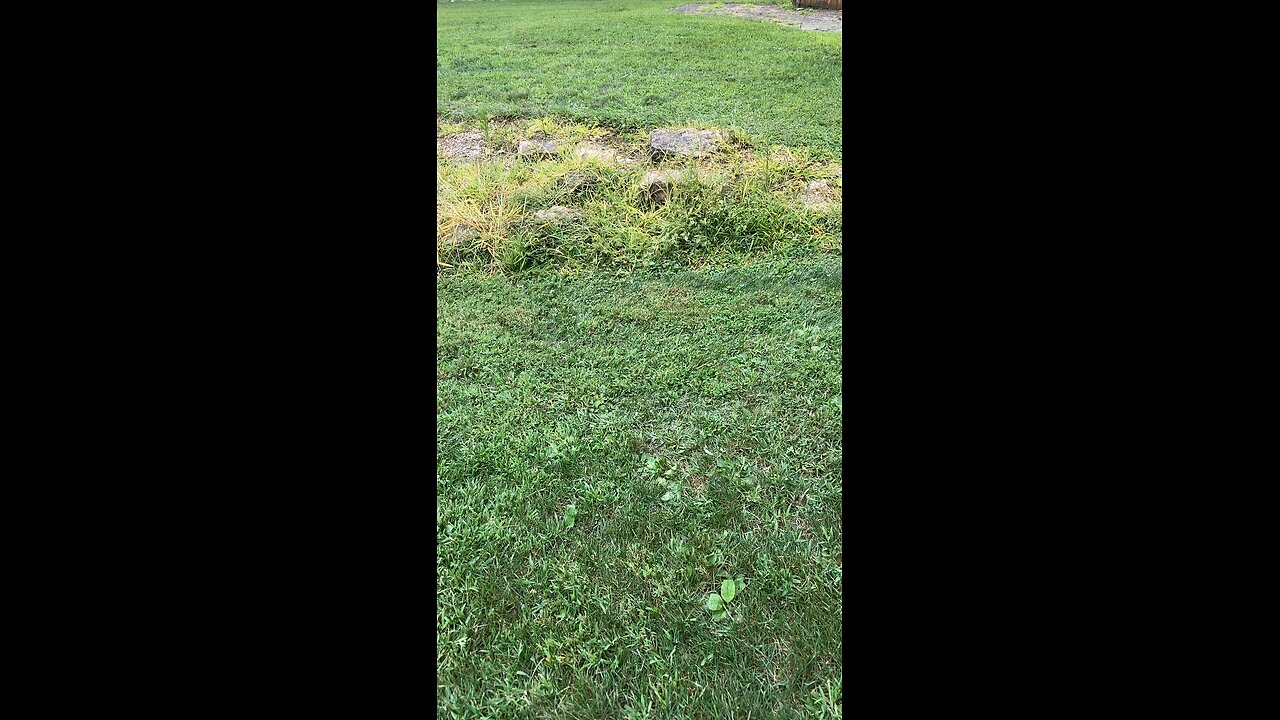 Dog walk