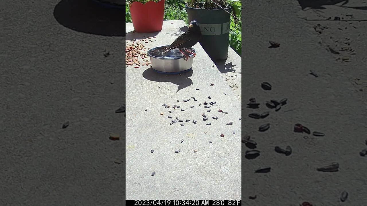 The Starling Splashes The Water! 💧