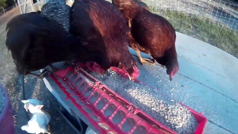 morning chores on the homestead