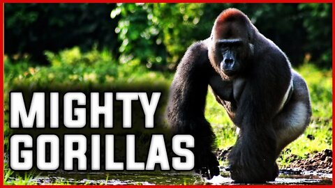 THE SECRET OF THE MIGHTY GORILLAS | CONGO | ANIMALS | WILDLIFE | JUNGLE | APES | AFRICA