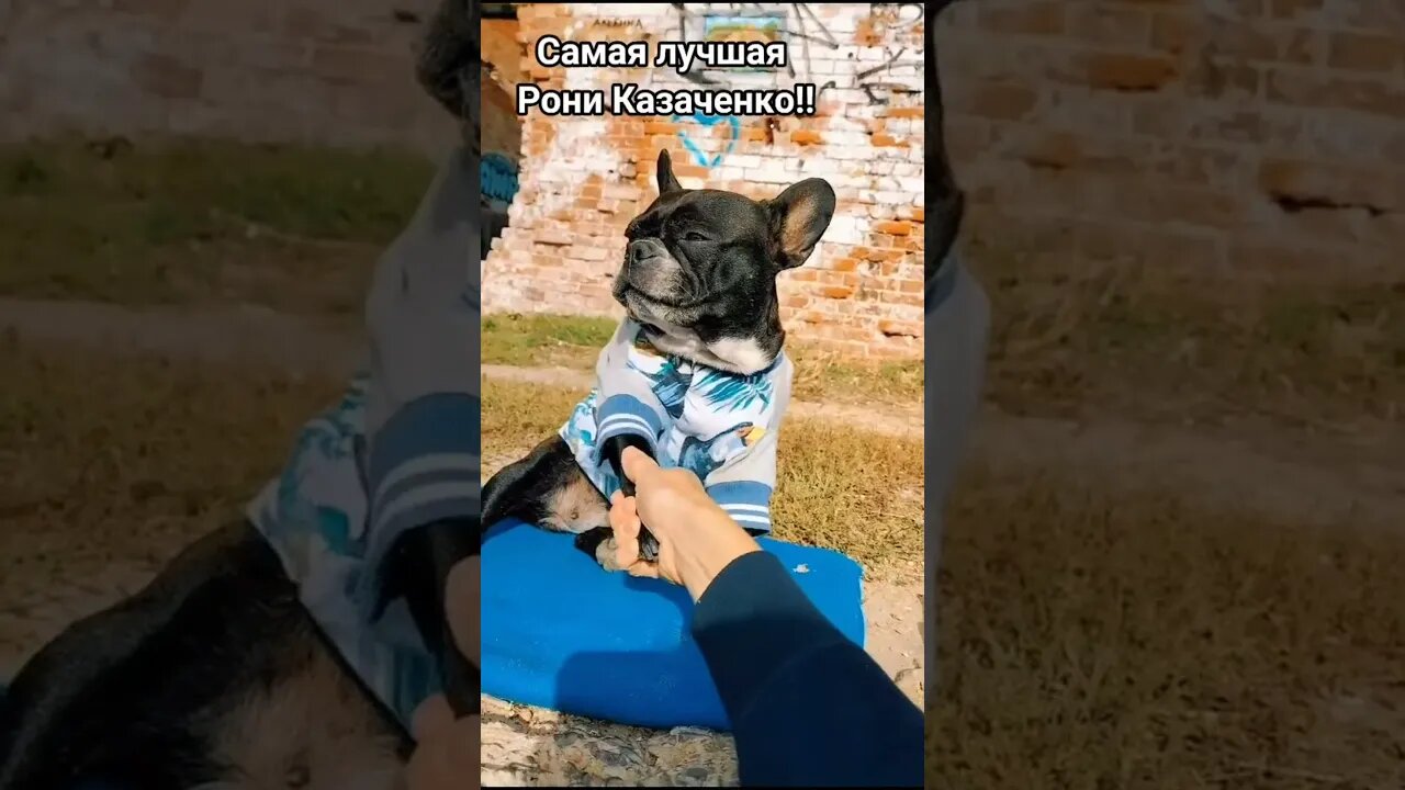 #shorts Смешные Собаки Из Тик Тока 106 Funny Dogs From Tiktok