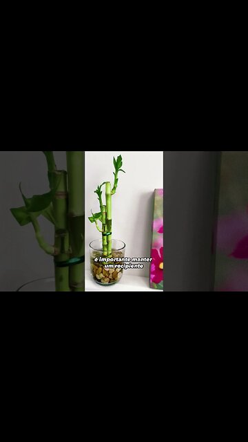 Dicas sobre como CULTIVAR o BAMBU da SORTE #bambudasorte #fengshui #cuidadoscombambu