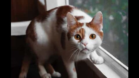 Gato fica traumatizado com brincadeira bruta dos cães