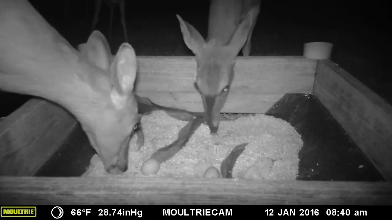 Deers 🦌🦌🦌eating under the moonlit skies #cute #funny #animal #nature #wildlife #trailcam #farm