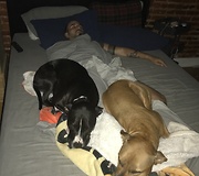Sneaky dogs getting on bed when not allowed