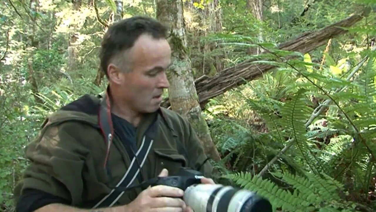 How to Call in a Red Stag Close - Armed with Just a Camera - Take 2