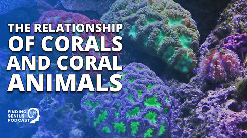 The Relationship of Corals and Coral Animals #shorts