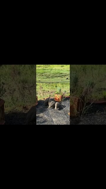 11 week old guinea fowl keets