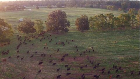 About%20White%20Oak%20Pastures.mp4