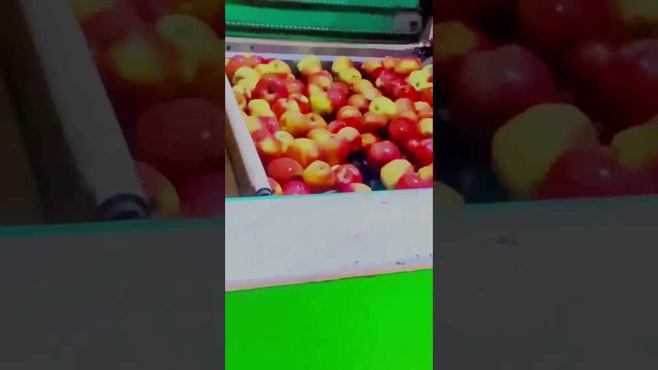 kashmiri fresh apple packing //All process coldstorage to packaging