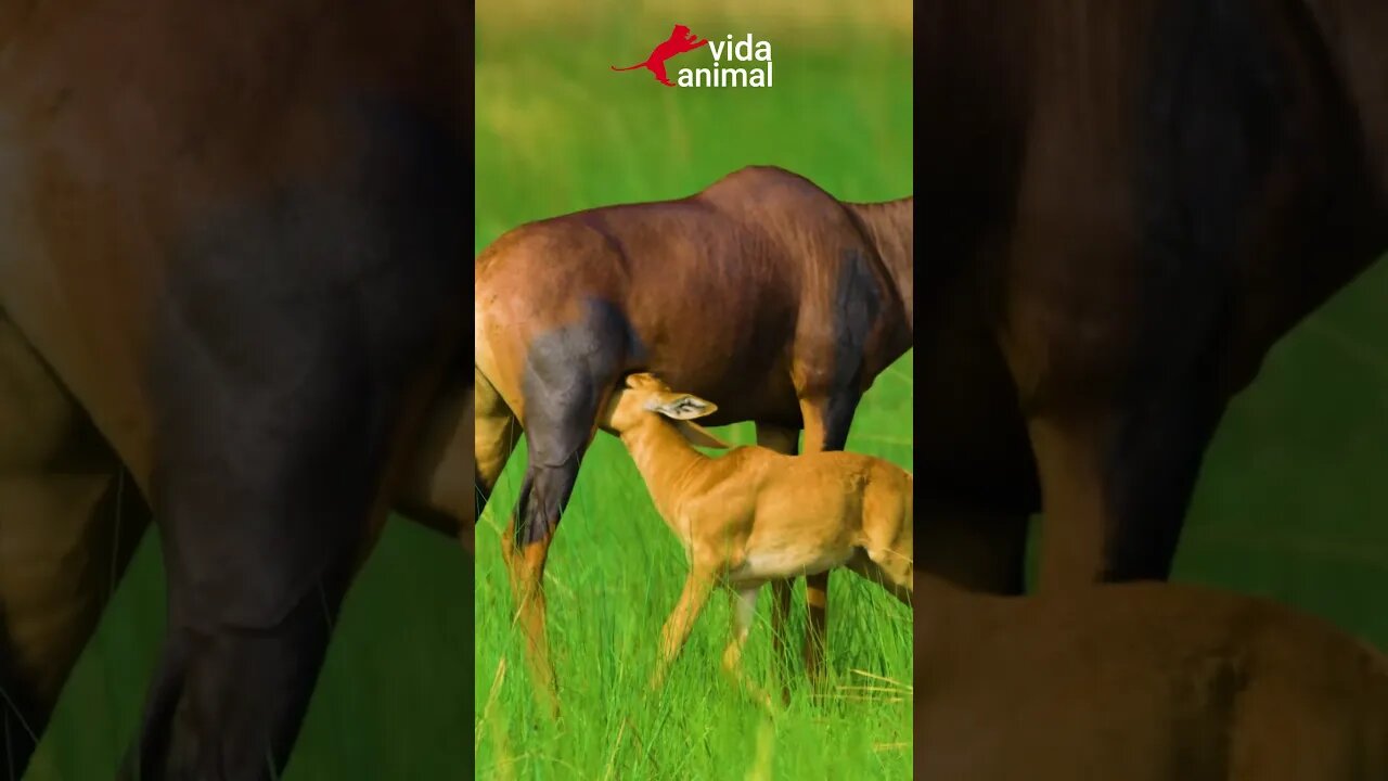 FILHOTE DE TOPI MAMANDO NA SAVANA AFRICANA - VIDA ANIMAL