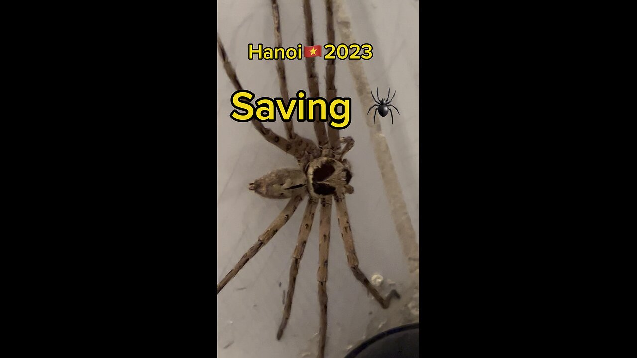 Saving a spider🇻🇳 #nhện #spider#baovedongvat #nhendoc#poision