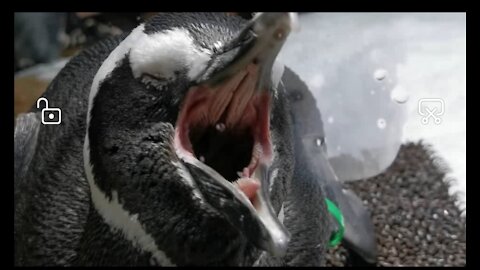 Penguin in Xpark, Taoyuan Taipei