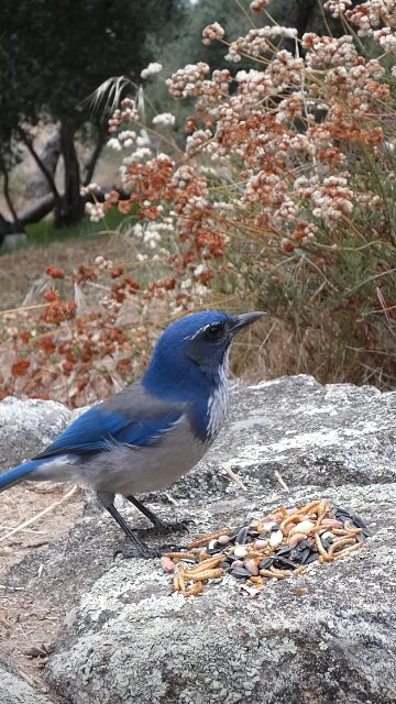 California Scrub-Jay 🐦Hillside Feast