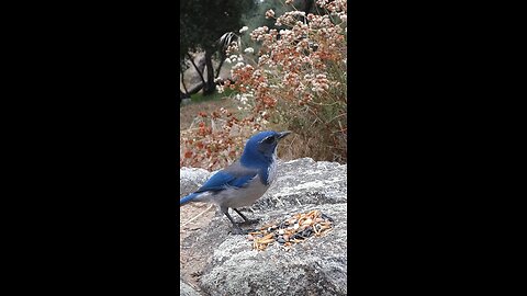 California Scrub-Jay 🐦Hillside Feast