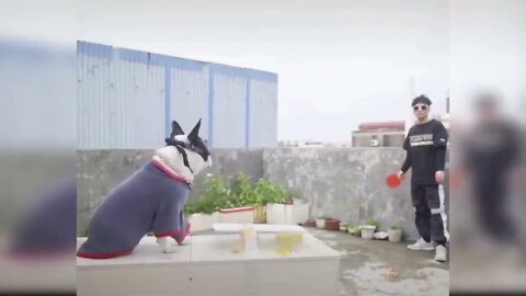 Baby Dogs - Cute and Funny Dog Videos Compilation