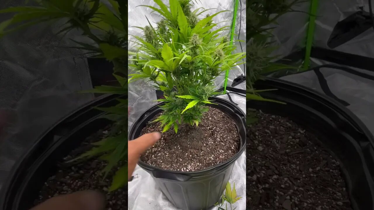 Candy Cane Update | Week 9 | 6-26-23