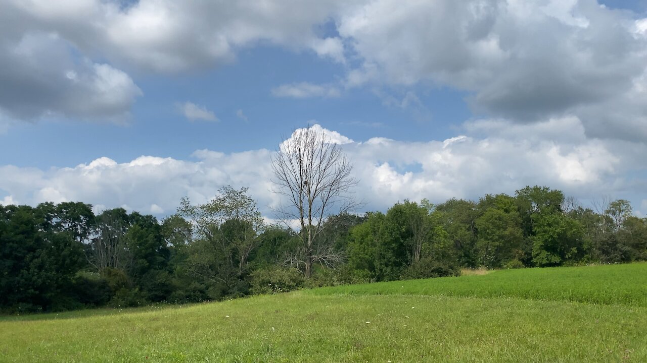 Eagles in my backyard