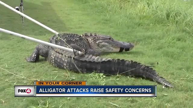 Elderly Woman Attacked by Gator