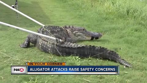 Elderly Woman Attacked by Gator