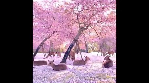 Cherry Blossom