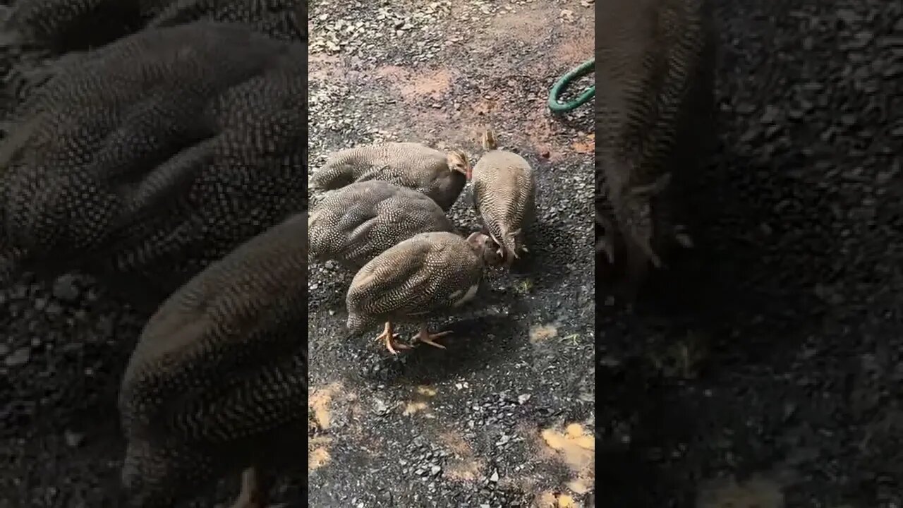 11 week old guinea fowl keets peck peck peck - Goodbye Leeches!!