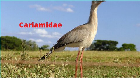 the song of the Cariamidae