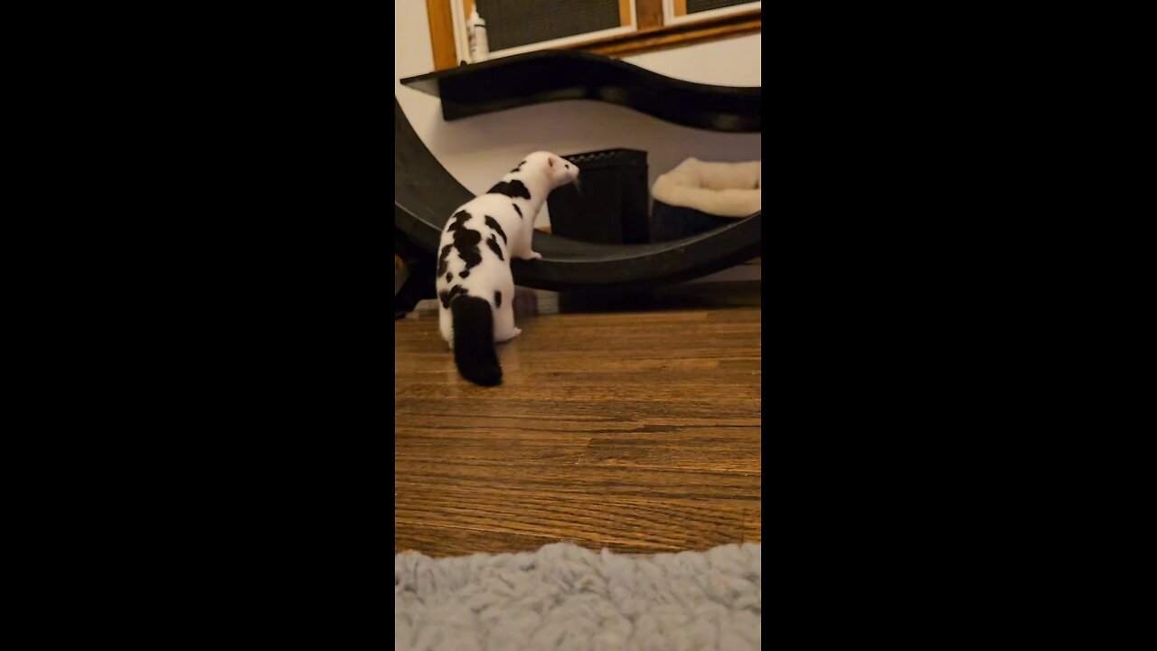it's weasel Wednesday with chichi she's..
